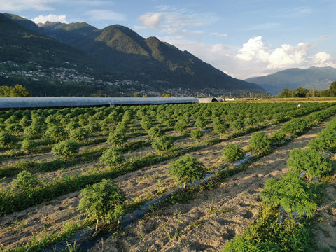 Campo di canapa outdoor coltivata al sole, con montagne alpine e una serra naturale sullo sfondo